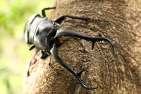 ダイスケギラファノコギリクワガタ_イメージ