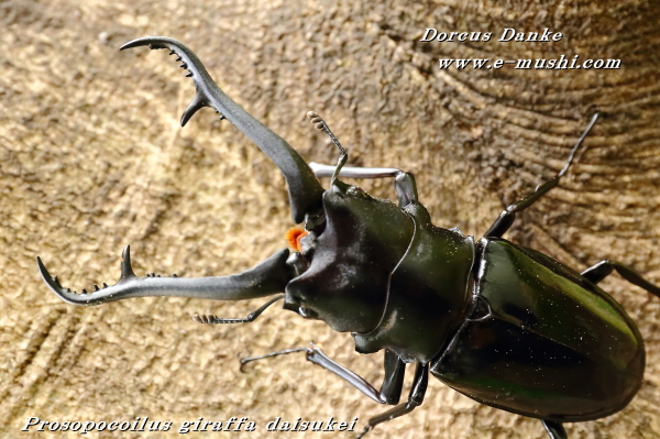 ダイスケギラファノコギリクワガタ