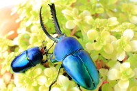 パプアキンイロクワガタ アルファック産_イメージ