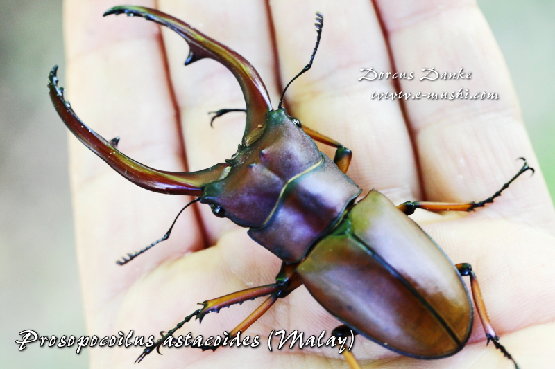 アスタコイデスノコギリクワガタ ☆マレーシア｜ドルクスダンケ