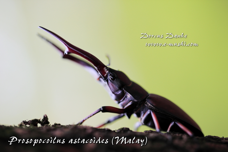 アスタコイデスノコギリクワガタ ☆マレーシア｜ドルクスダンケ