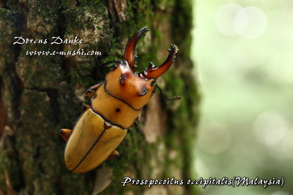 オキピタリスノコギリクワガタ マレーシア産