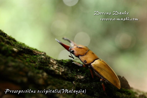 オキピタリスノコギリクワガタ マレーシア産