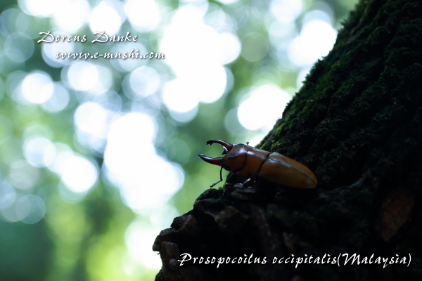 オキピタリスノコギリクワガタ マレーシア産