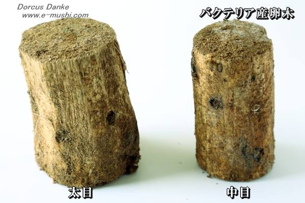 バクテリア産卵木