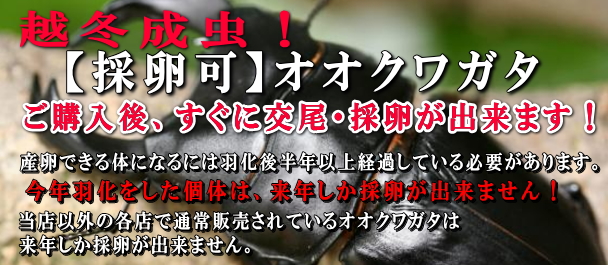 オオクワガタ超特価