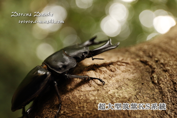 超大型筑紫KSR系統オオクワガタ成虫｜ドルクスダンケ