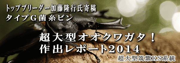 菌糸ビン飼育レポート２０１４