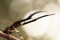 ペレン産メタリフェルホソアカクワガタ_イメージ