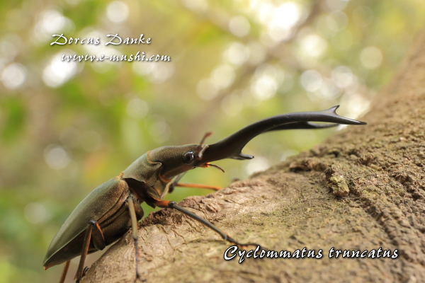 トルンカートゥスホソアカクワガタ｜ドルクスダンケ