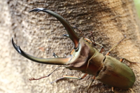トルンカートゥスホソアカクワガタ_イメージ