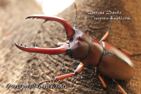 アスタコイデスノコギリクワガタ