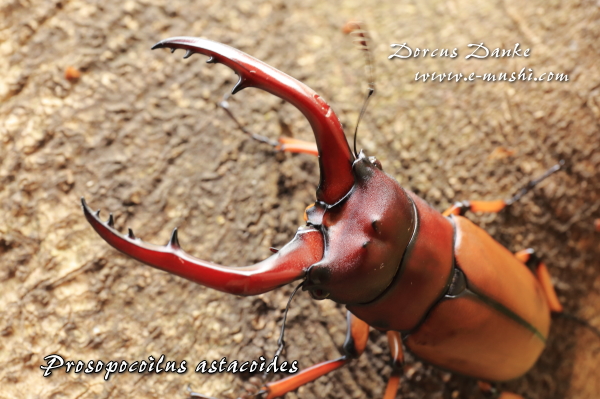 アスタコイデスノコギリクワガタ