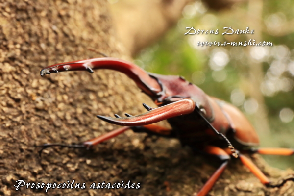 アスタコイデスノコギリクワガタ