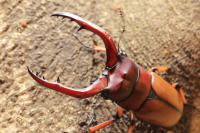 アスタコイデスノコギリクワガタ_イメージ