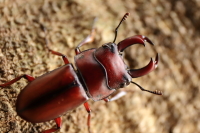 エレガントゥルスコクワガタ_イメージ