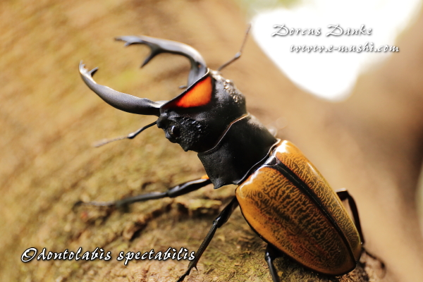 スペクタビリスツヤクワガタ