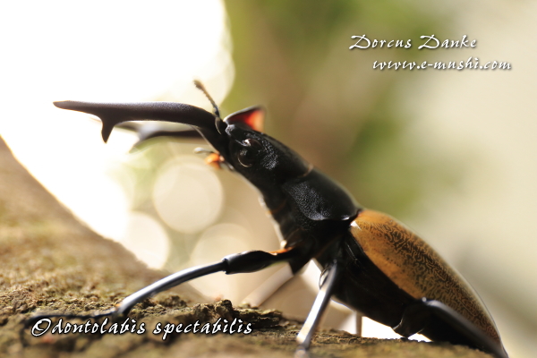 スペクタビリスツヤクワガタ