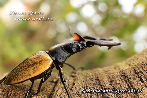 スペクタビリスツヤクワガタ