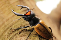 スペクタビリスツヤクワガタ_イメージ