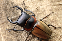 ゾンメルツヤクワガタ_イメージ