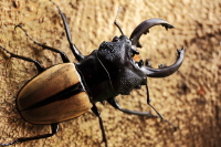 ルデキンツヤクワガタ_イメージ