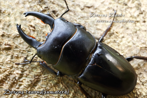 タウルスヒラタクワガタ ★スマトラ島産