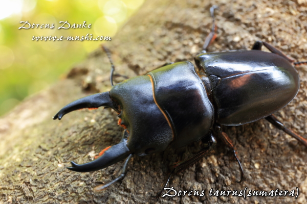 タウルスヒラタクワガタ ★スマトラ島産