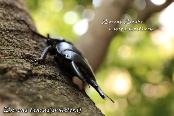 タウルスヒラタクワガタ ★スマトラ島産