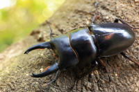 タウルスヒラタクワガタ ★スマトラ島産_イメージ
