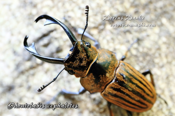 ケファロテスツヤクワガタ_イメージ