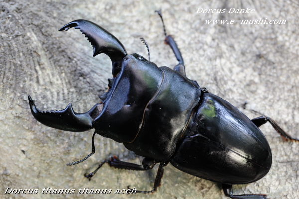 アチェ産スマトラオオヒラタクワガタ