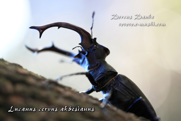 アクベシアヌスミヤマクワガタ｜ドルクスダンケ