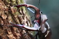 アクベシアヌスミヤマクワガタ_イメージ