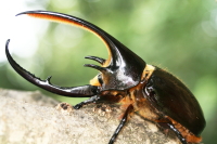 ネプチューンオオカブト_イメージ