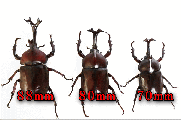 国産カブトムシ ギネスサイズ！ ?☆特大♂88mm☆