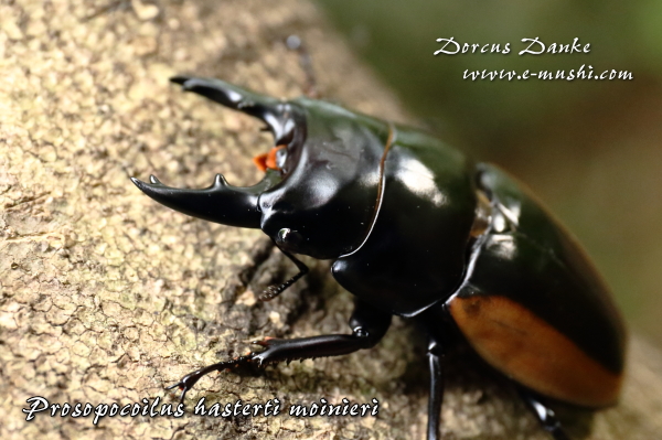 ハスタートノコギリクワガタ