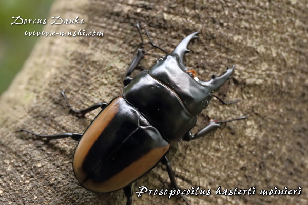 ハスタートノコギリクワガタ