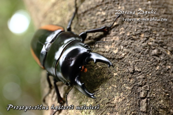 ハスタートノコギリクワガタ