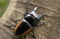 ハスタートノコギリクワガタ_イメージ