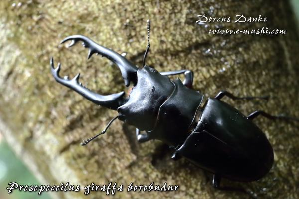 ギラファノコギリクワガタ　4頭 ギラファノコギリクワガタ 104/48 ペア - INSECT SHOP 美咲