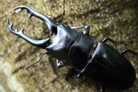 ジャワ産ギラファノコギリクワガタ｜ドルクスダンケ