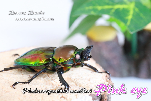 ピンクアイ ニジイロクワガタ