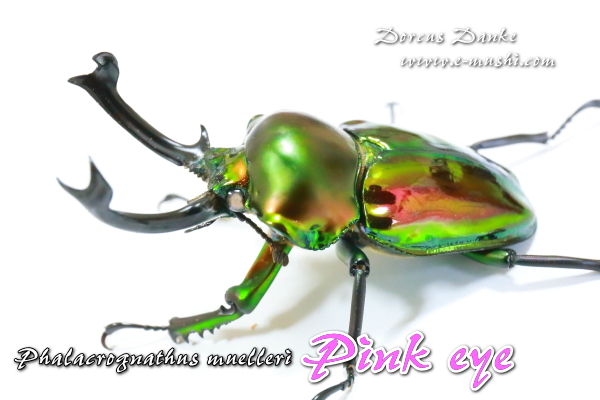 ピンクアイ ニジイロクワガタ