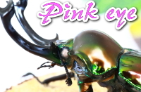 ピンクアイ ニジイロクワガタ_イメージ