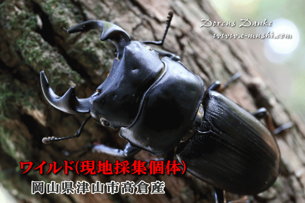 岡山県津山市高倉産オオクワガタ