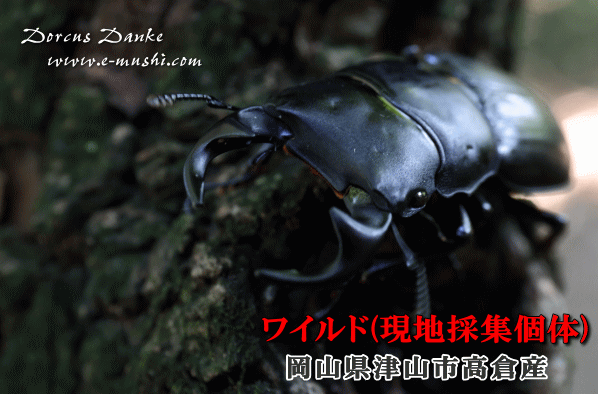 岡山県津山市高倉産オオクワガタ