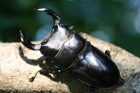 タイワンオオクワガタ_イメージ