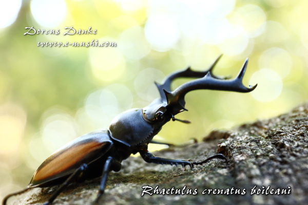 ボイレアウシカクワガタ