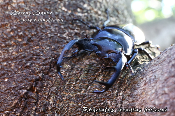 ボイレアウシカクワガタ